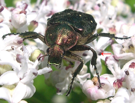 Insetti dalla Croazia : 18. Gnorimus nobilis (Cetoniidae)